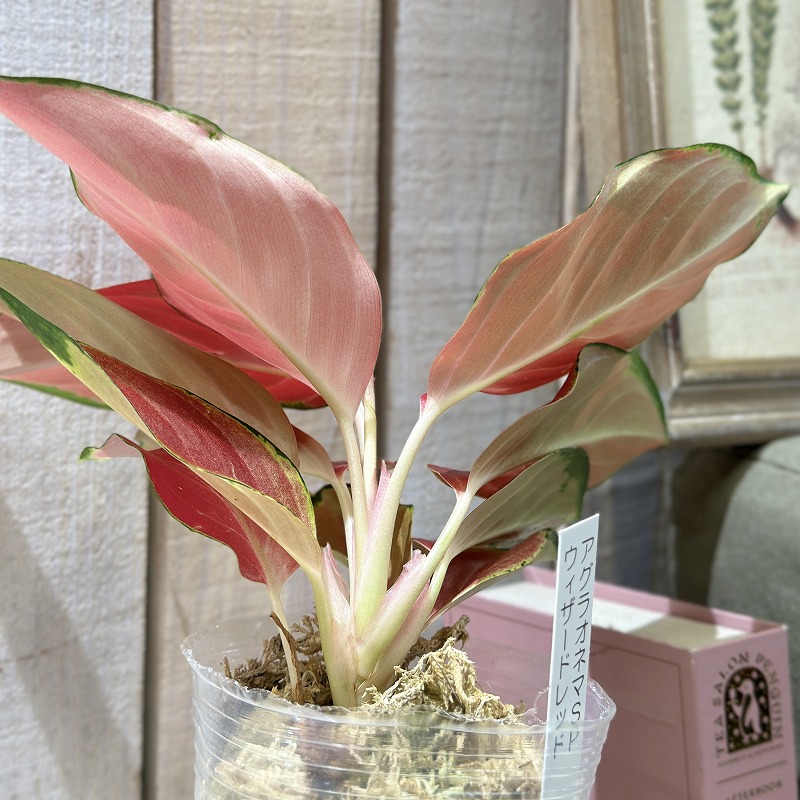 アグラオネマ Aglaonema spp.ウィザードレッド 3号ロング透明ポット