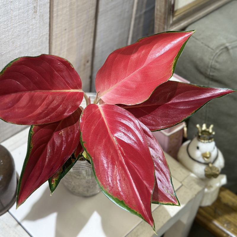 アグラオネマ Aglaonema spp.ウィザードレッド 3号ロング透明ポット