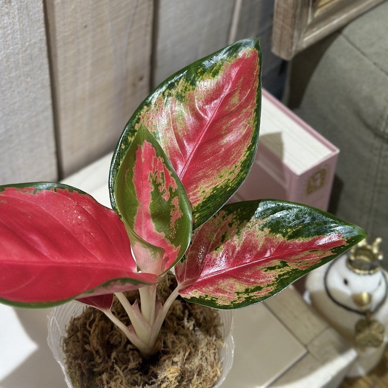 アグラオネマ レッドドラゴン Aglaonema Red dragon 3号ロング透明