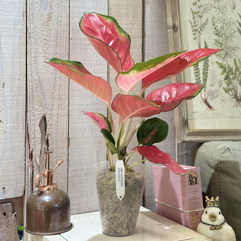 アグラオネマ【希少種】SP ファンロンレッド アグラオネマ Aglaonema spp.ファンロンレッド 3号ロング透明ポット