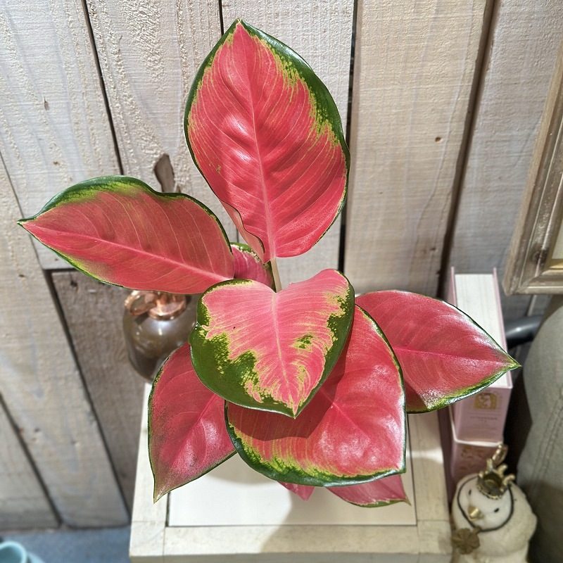 アグラオネマ【希少種】SP ファンロンレッド アグラオネマ Aglaonema spp.ファンロンレッド 3号ロング透明ポット