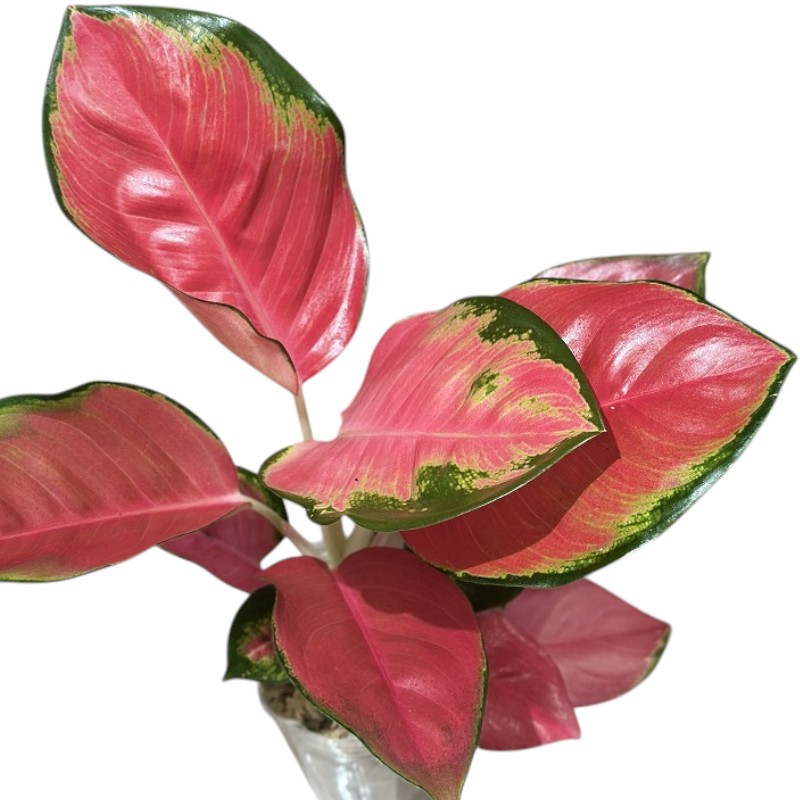 アグラオネマ Aglaonema spp.ファンロンレッド 3号ロング透明ポット