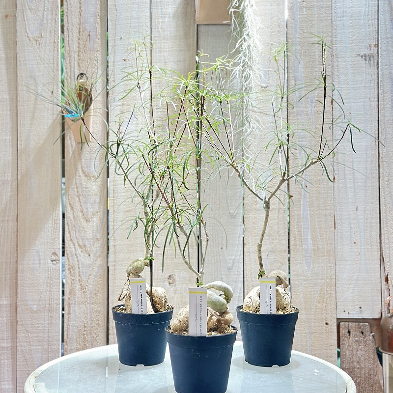 ユーフォルビア ヘディオトイデス 塊根 コーデックス ヤ1069 「多肉