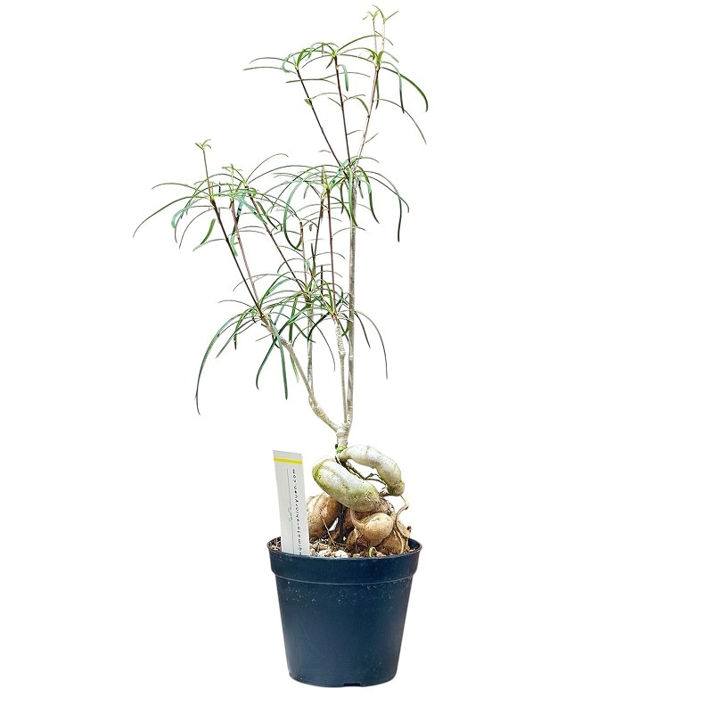 種類・用途,植物｜芳樹園オンラインショップ