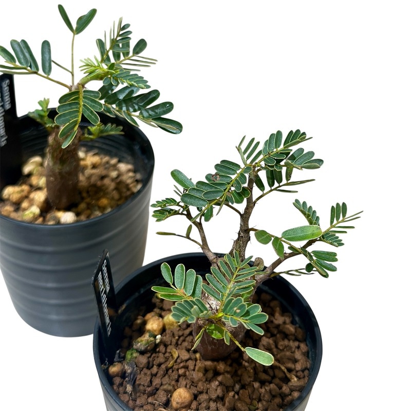 その他観葉植物 P 観葉植物】アラレア8寸鉢 - 株式会社正花園