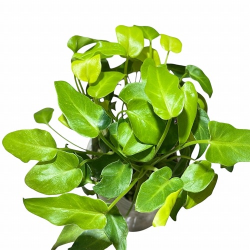 種類・用途,植物,観葉植物｜芳樹園オンラインショップ