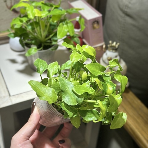 ザナドゥ 観葉植物 現品 フィロデンドロン ジャイアントザナドゥ 66番