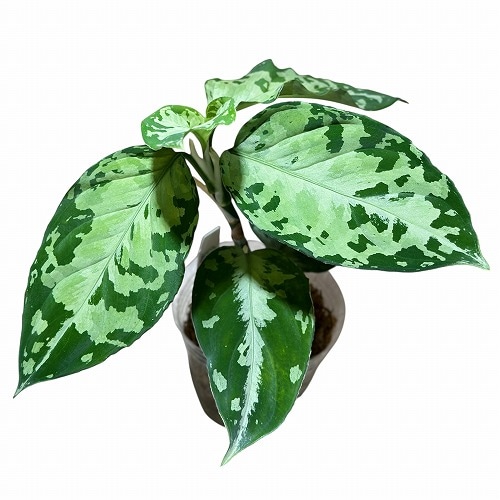 その他観葉植物 Shion* 観葉植物 7号鉢 種類 選べる 鉢カバー付き 育て方のしおり パキラ