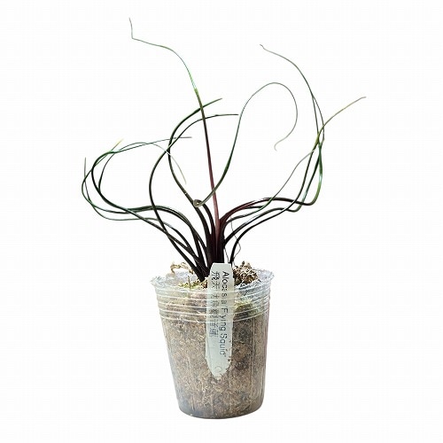 種類・用途,植物｜芳樹園オンラインショップ