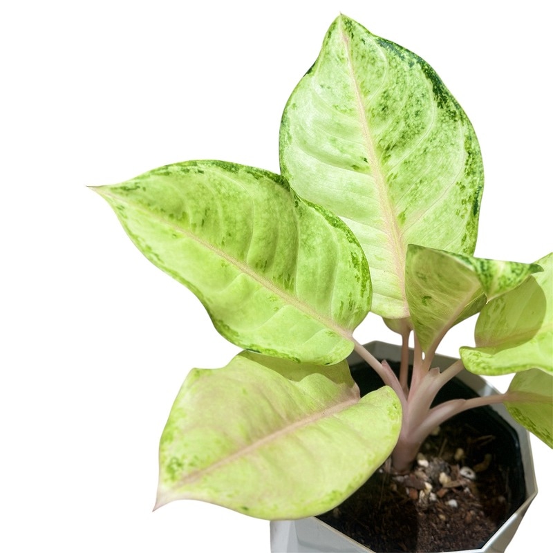 自己主張する植物 種類・用途,植物,観葉植物｜芳樹園オンラインショップ