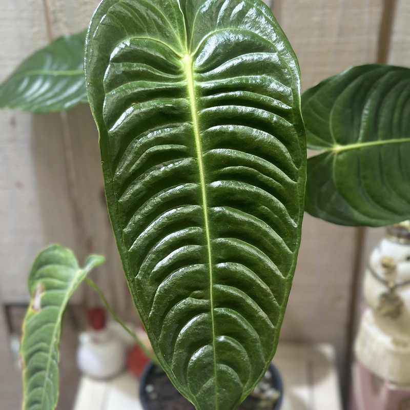 アンスリウム ベイチー(ヴィーチ―) 4号スリット鉢(個体おまかせ1鉢