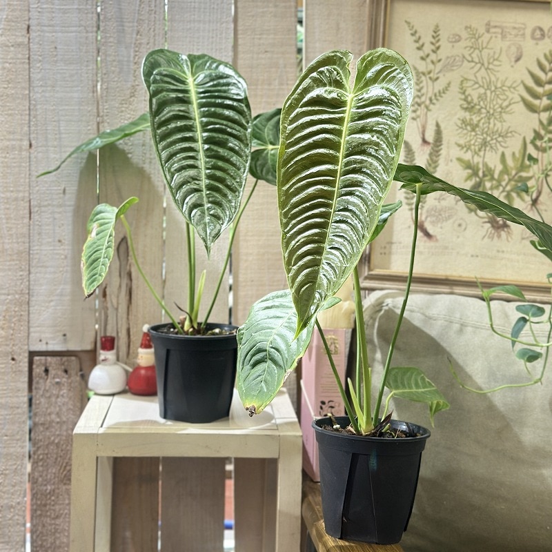 アンスリウム ベイチー(ヴィーチー) 4号スリット鉢(個体おまかせ1鉢