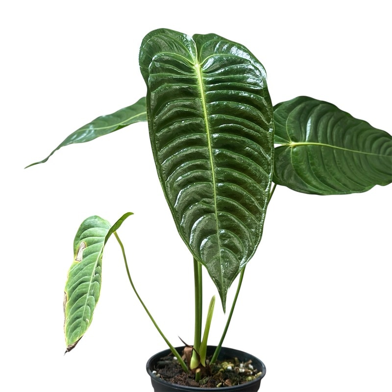 種類・用途,植物,観葉植物｜芳樹園オンラインショップ