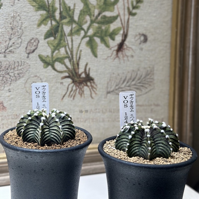 ギムノカリキウム ミハノビッチ VOS 1241 2.5号(個体おまかせ1鉢