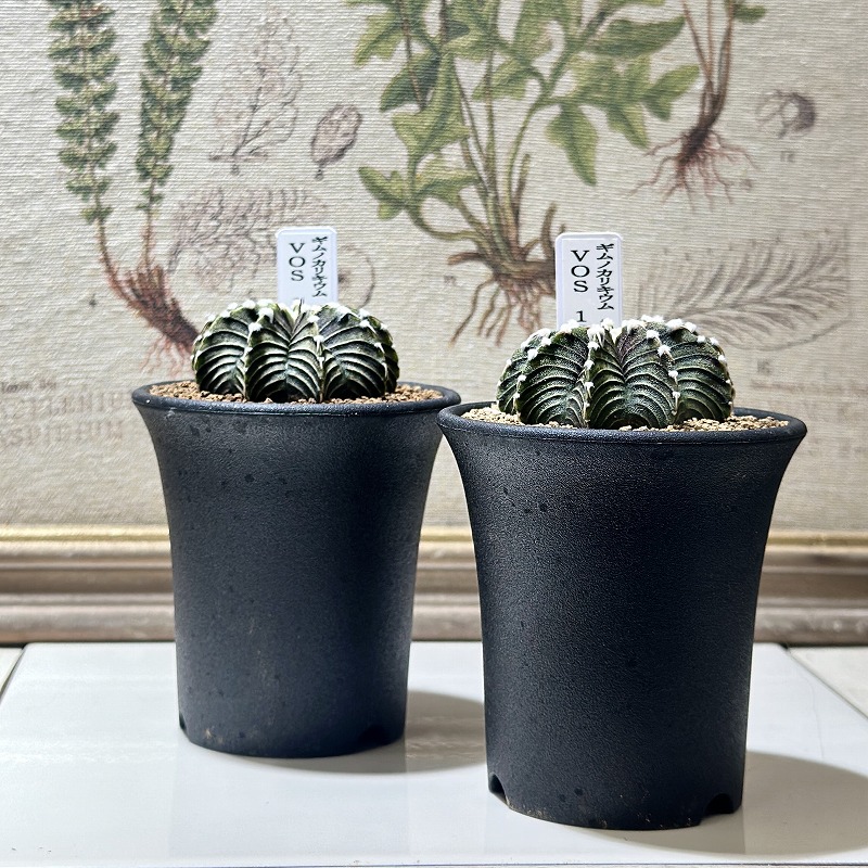 ギムノカリキウム ミハノビッチ VOS 1241 2.5号(個体おまかせ1鉢