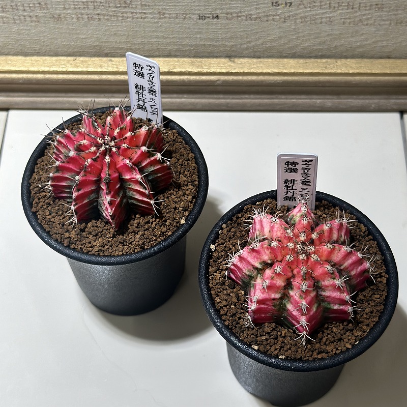 ギムノカリキウム 特選 緋牡丹錦 2.5号(個体おまかせ1鉢)｜芳樹園