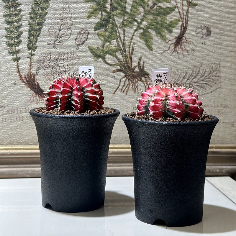 ギムノカリキウム 特選 緋牡丹錦 2.5号(個体おまかせ1鉢)｜芳樹園