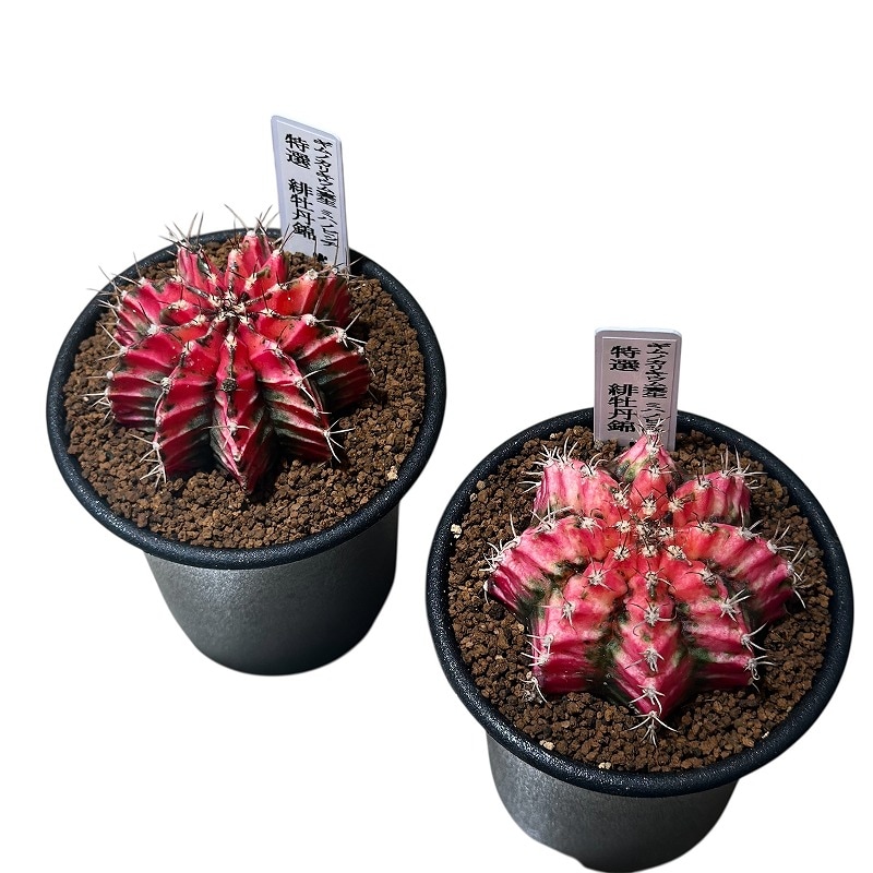 ギムノカリキウム 特選 緋牡丹錦 2.5号(個体おまかせ1鉢)｜芳樹園