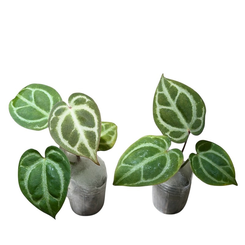 アンスリウム ハイブリッド 2号(個体おまかせ1鉢)｜芳樹園オンライン