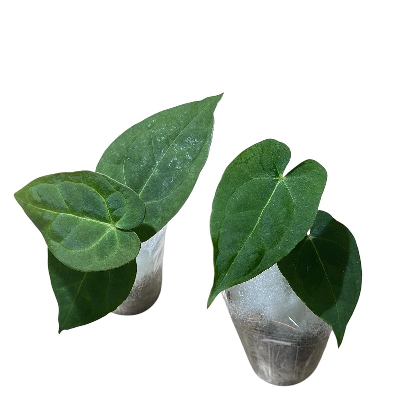 アンスリウム パピリラミナム 'グナヤラ' 2号(個体おまかせ1鉢