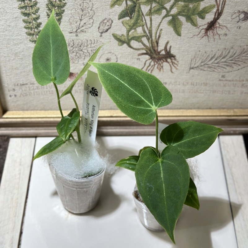 アンスリウム 'キングオブスペード' 2号(個体おまかせ1鉢)｜芳樹園