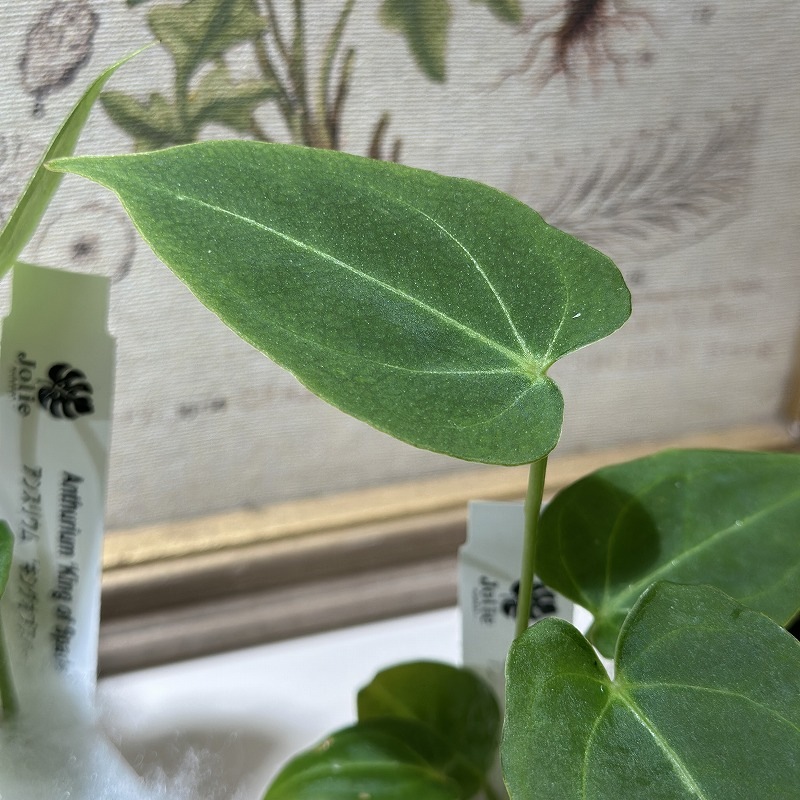 アンスリウム 'キングオブスペード' 2号(個体おまかせ1鉢)｜芳樹園