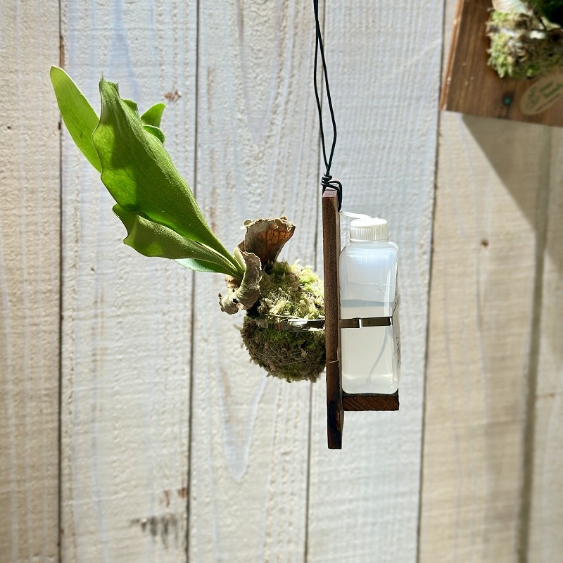 ビカクシダ(P.ビフルカツム) 給水タンク付き 板付け(個体おまかせ1鉢