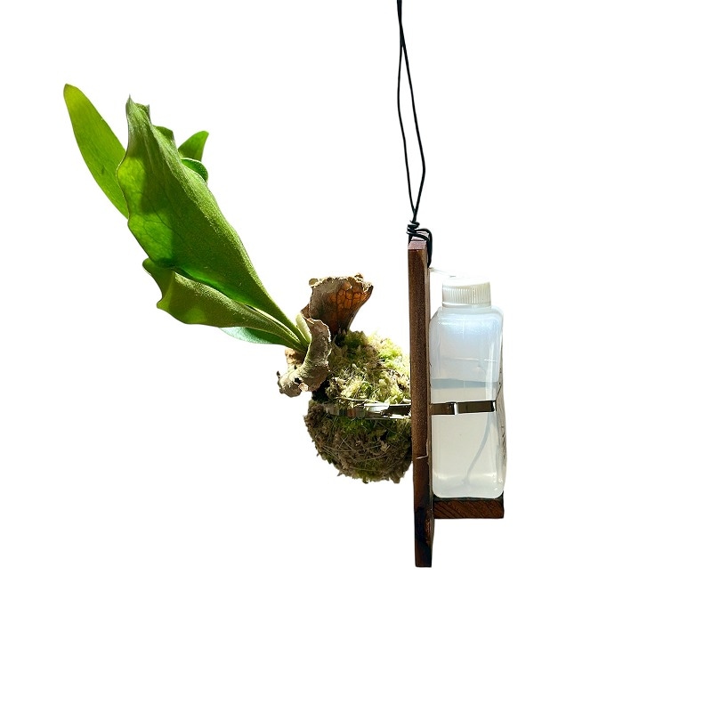 ビカクシダ(P.ビフルカツム) 給水タンク付き 板付け(個体おまかせ1鉢