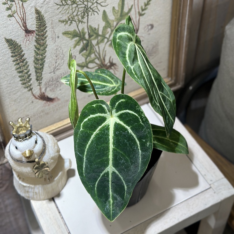 アンスリウム レガレ ダークフォーム 3.5号ポット(個体おまかせ1鉢