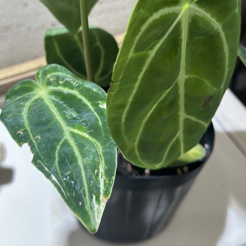 アンスリウム レガレ ダークフォーム 3.5号ポット(個体おまかせ1鉢