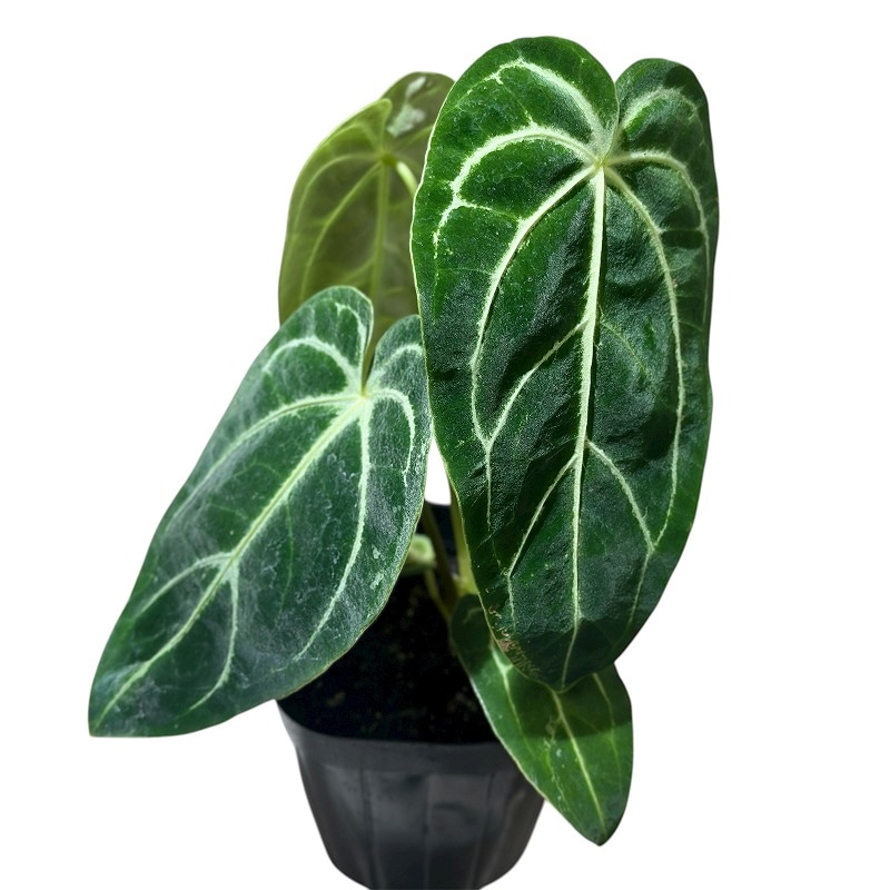 その他観葉植物 user_1242a77b 観葉植物/盆栽、多肉植物、塊根植物、観葉植物通販/KIDORI -キドリ-