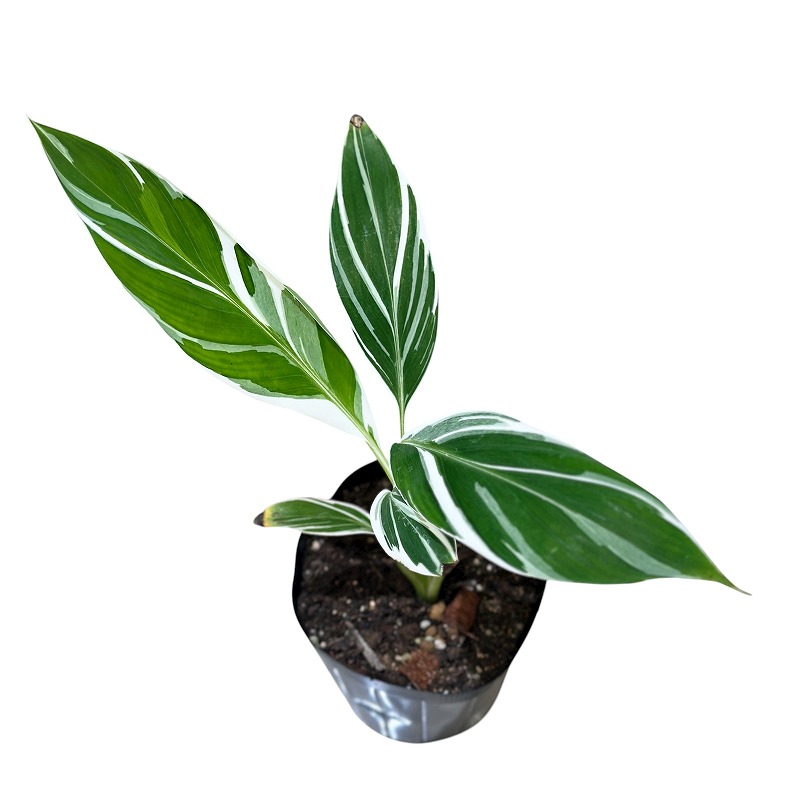 種類・用途,植物,観葉植物｜芳樹園オンラインショップ