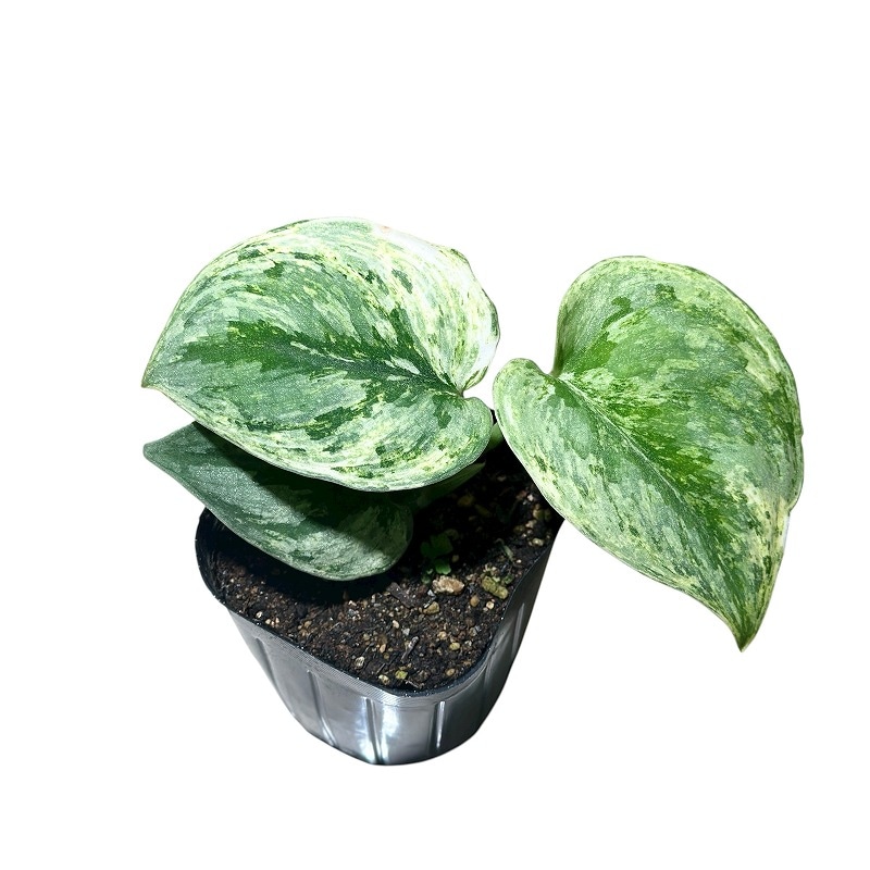 スキンダプサス エキゾチカ ホログラム 3.5号ポット(個体おまかせ1鉢