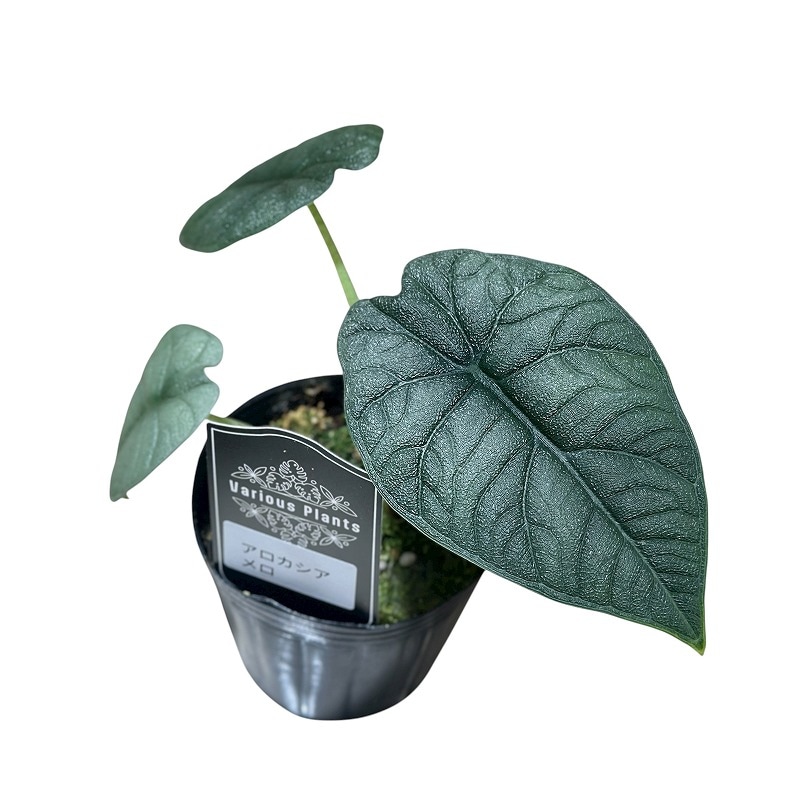 アロカシア メロ 3号ポット(個体おまかせ1鉢)｜芳樹園オンラインショップ