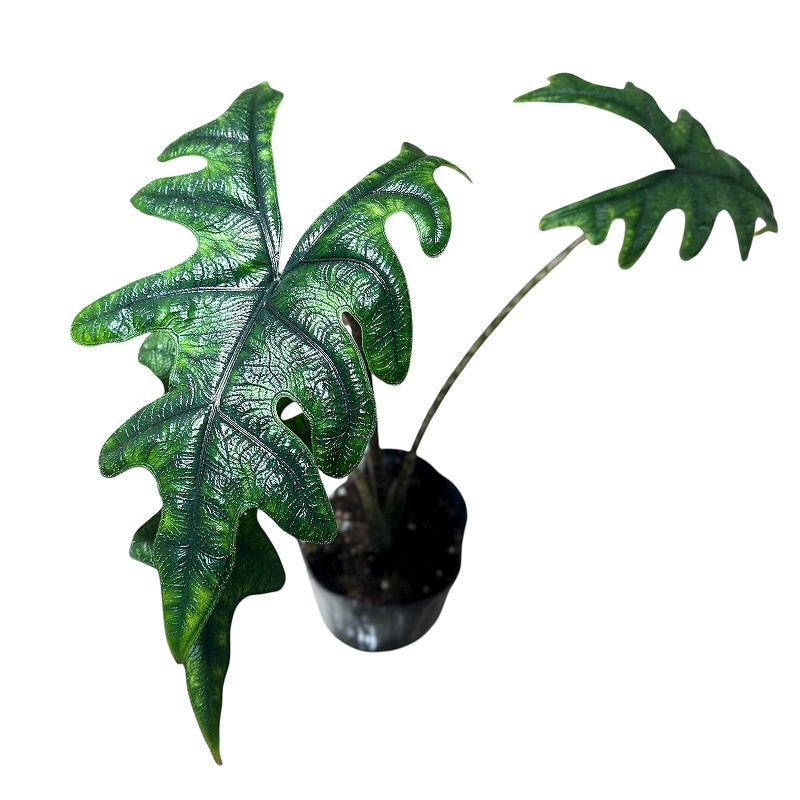 アロカシア ジャックリン(ジャクリン) 3号ポット(個体おまかせ1鉢