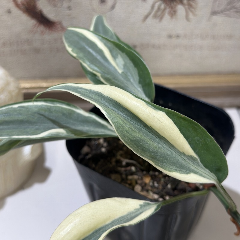 フィロデンドロン レオ(斑入り) 3号ポット(個体おまかせ1鉢)｜芳樹園