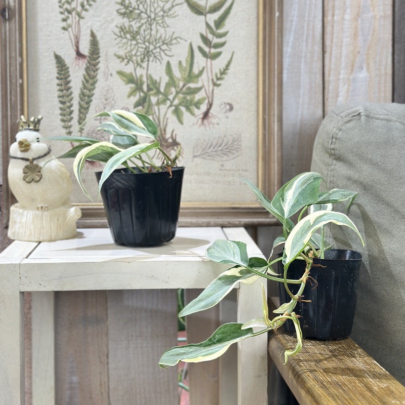 フィロデンドロン レオ(斑入り) 3号ポット(個体おまかせ1鉢)｜芳樹園