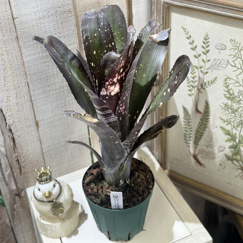 ビルベルギア ダースベイダー 4号スリット鉢 個体B(現品)｜芳樹園