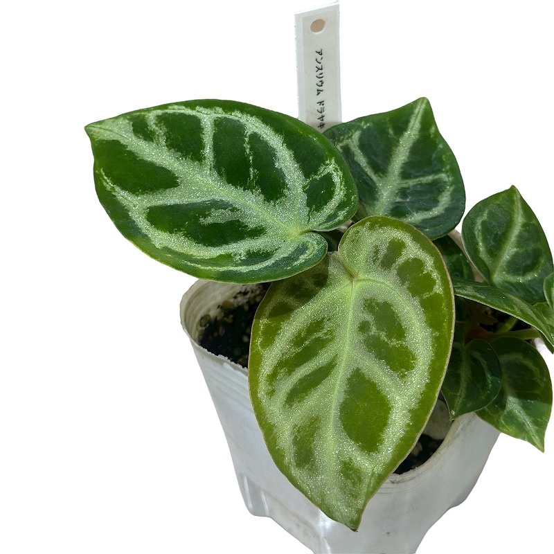 種類・用途,植物,観葉植物｜芳樹園オンラインショップ