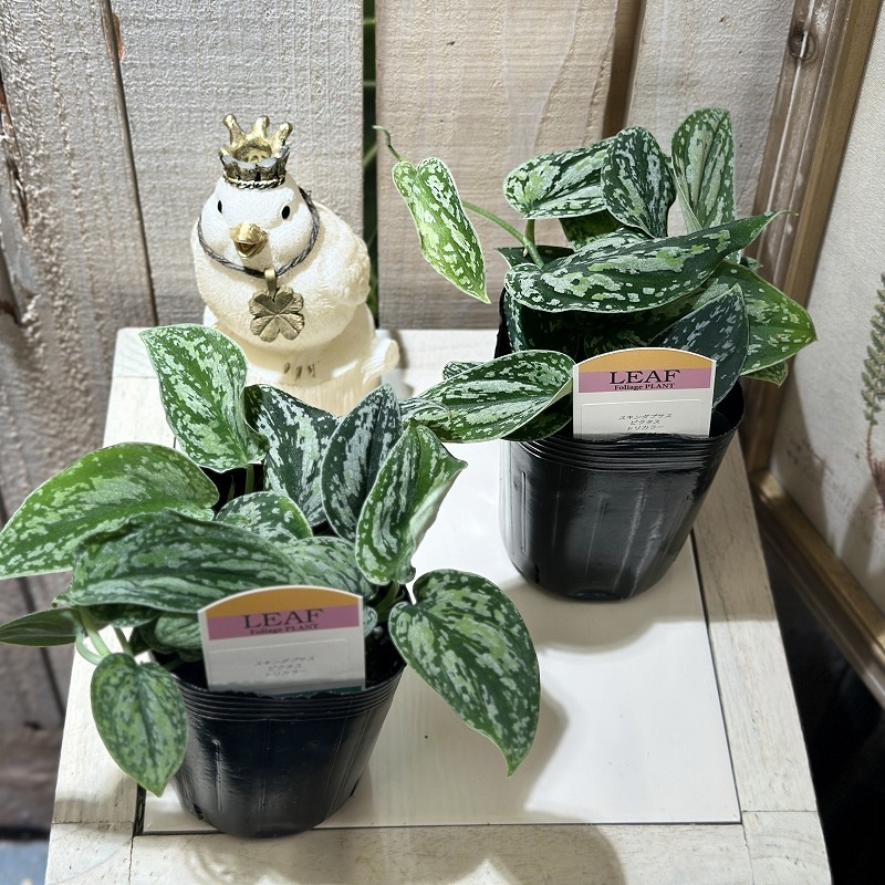 スキンダプサス ピクタス トリカラー 3号ロングポット(個体おまかせ1鉢
