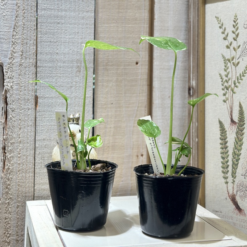 矮性モンステラ タイコンステレーション コンパクタ 3号ポット(個体