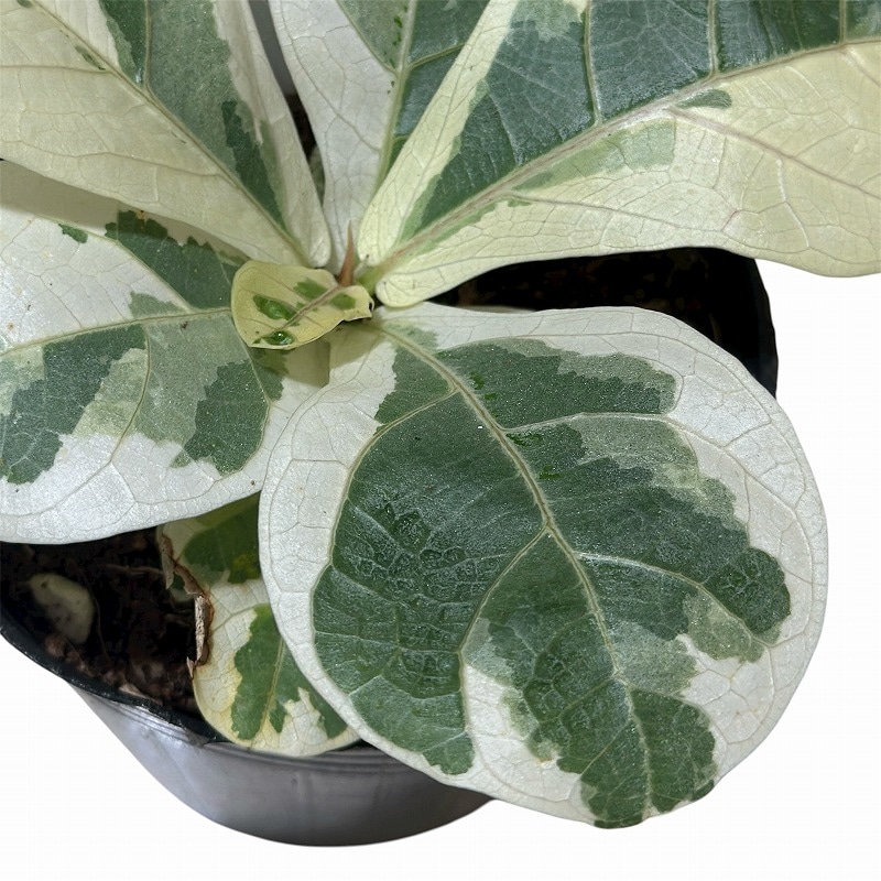 その他観葉植物 / 種類・用途,植物,観葉植物｜芳樹園オンラインショップ