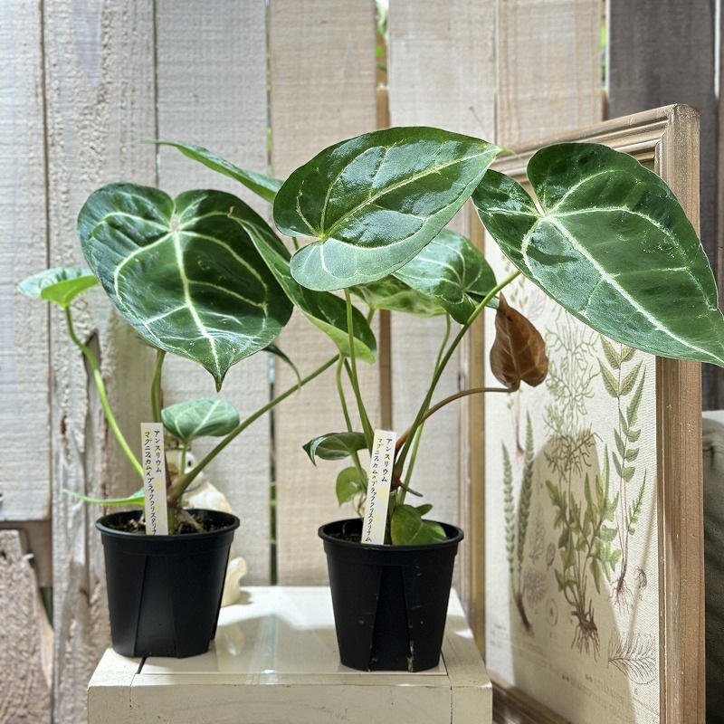 アンスリウム マグニフィカム ブラッククリスタリナム アンスリウム マグニフィカム×ブラッククリスタリナム 3.5号スリット鉢