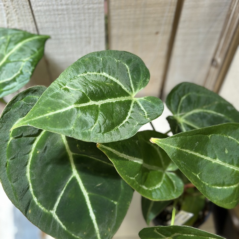 アンスリウム マグニフィカム×ブラッククリスタリナム 3.5号スリット鉢