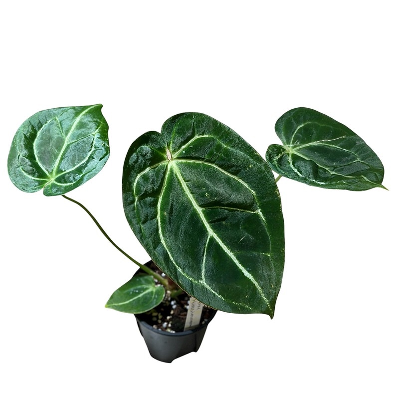 アンスリウム マグニフィカム×ブラッククリスタリナム 3.5号スリット鉢