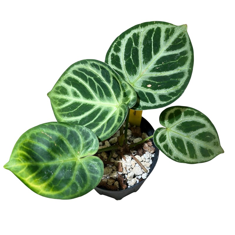 アンスリウム ドラヤキ オリジナル 3.5号スリット鉢(個体おまかせ1鉢