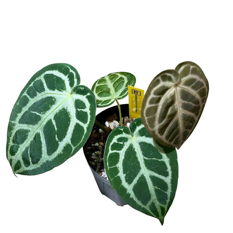 アンスリウム レッドクリスタリナム✖️ドラヤキ 大株 🌱 Anthurium 'Red crystal'【Acu-1】🌱 【Redcrystal × Super