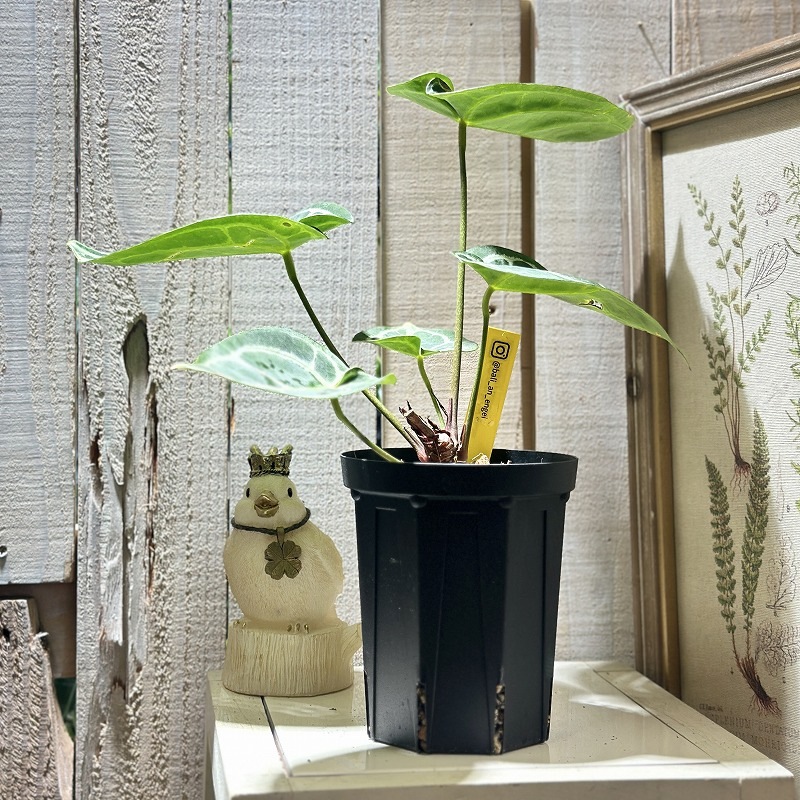 アンスリウム キングオブスペード × レッドクリスタリナム 4号黒