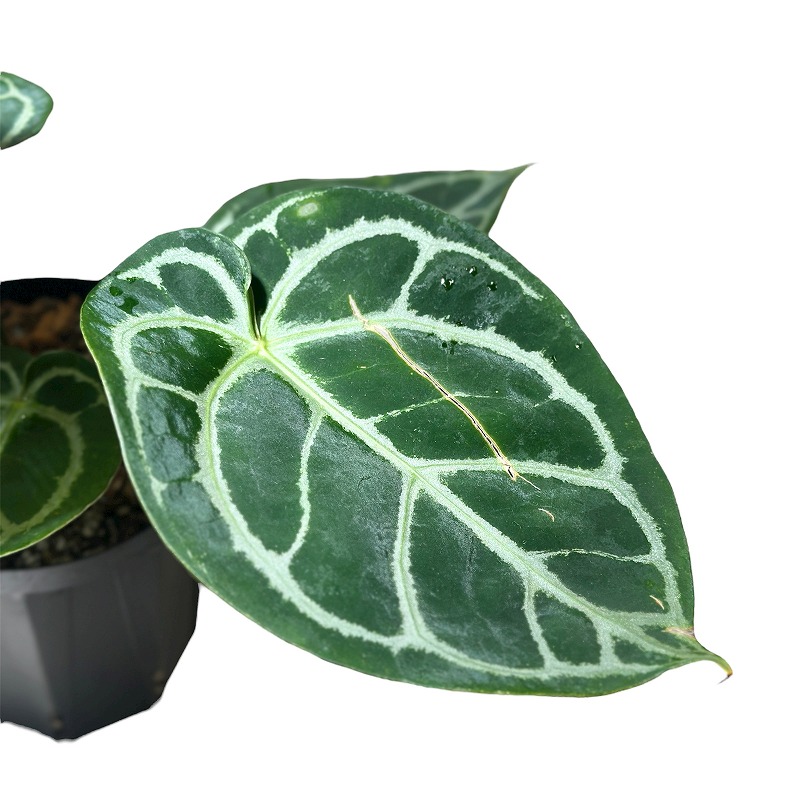 アンスリウム キングオブスペード × レッドクリスタリナム 4号黒