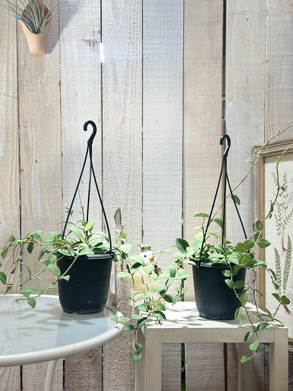 ホヤ ヌンムラリオイデス 4号吊り鉢(個体おまかせ1鉢)｜芳樹園